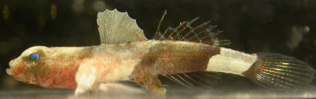 Lebetus guilleti_001